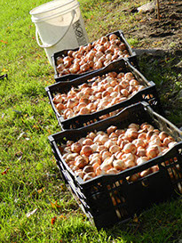 Bulbs