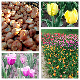 Tulip Bulbs